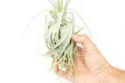 Tillandsia Gardneri - Various Ecotypes -Air Plant World Tillandsia Air Plant Premium Gardneri5