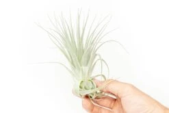 Tillandsia Gardneri - Various Ecotypes -Air Plant World Tillandsia Air Plant Premium Gardneri6