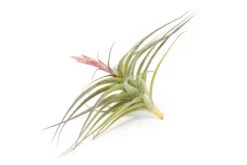 [IN BLOOM NOW!] Tillandsia Murorum Air Plant -Air Plant World Tillandsia Air Plant Premium Murorum1