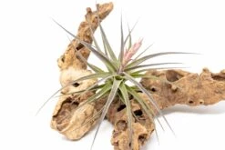 [IN BLOOM NOW!] Tillandsia Murorum Air Plant -Air Plant World Tillandsia Air Plant Premium Murorum2