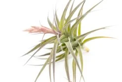[IN BLOOM NOW!] Tillandsia Murorum Air Plant -Air Plant World Tillandsia Air Plant Premium Murorum3