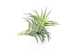 Tillandsia Neglecta Air Plant 6 Tillandsia Neglecta Air Plant -Air Plant World Tillandsia Air Plant Premium Neglecta3