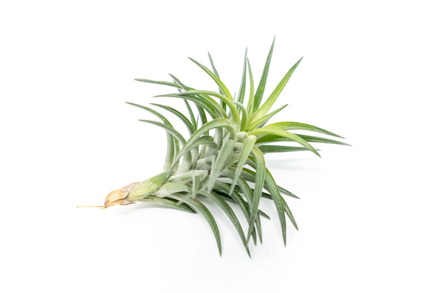 Tillandsia Neglecta Air Plant 3 Tillandsia Neglecta Air Plant - Image 3
