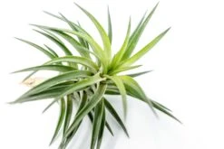 Tillandsia Neglecta Air Plant 7 Tillandsia Neglecta Air Plant -Air Plant World Tillandsia Air Plant Premium Neglecta4