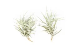 Tillandsia Paleacea Air Plant