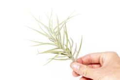 Tillandsia Paleacea Air Plant -Air Plant World Tillandsia Air Plant Premium Paleacea3