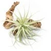 Tillandsia Purpurea Air Plant