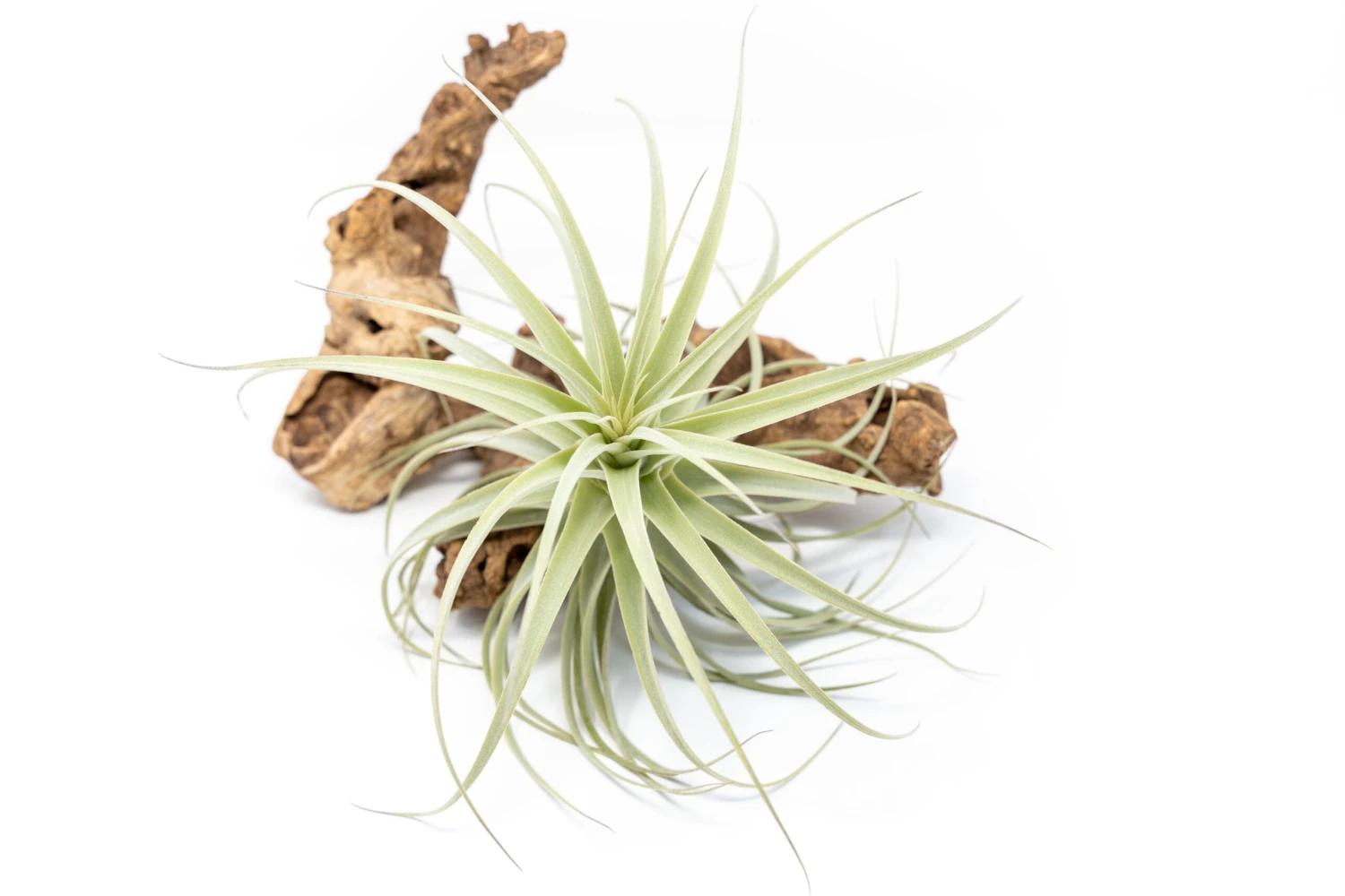 Tillandsia Purpurea Air Plant 1 Tillandsia Purpurea Air Plant