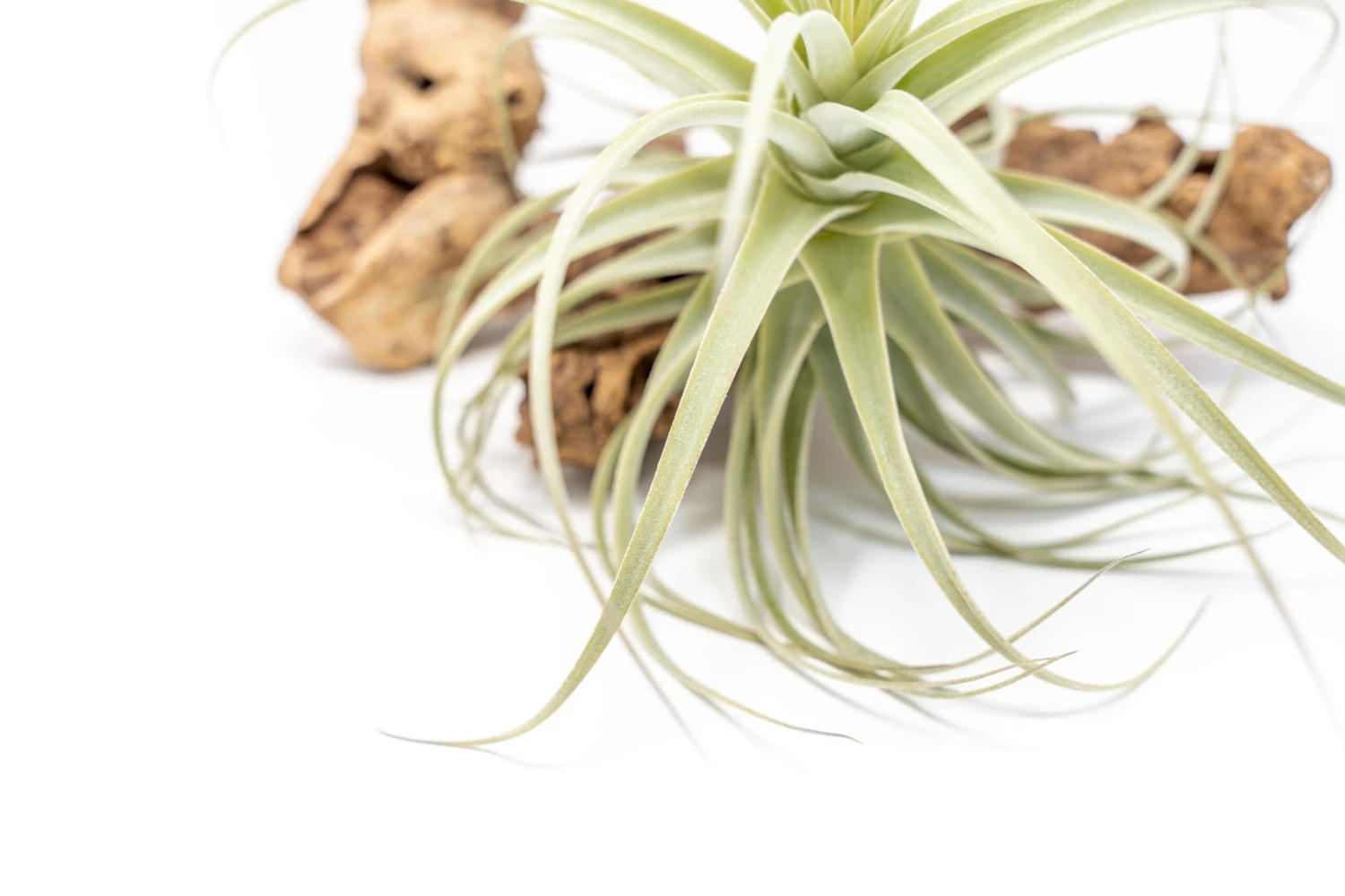 Tillandsia Purpurea Air Plant 2 Tillandsia Purpurea Air Plant - Image 2