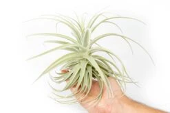 Tillandsia Purpurea Air Plant 6 Tillandsia Purpurea Air Plant -Air Plant World Tillandsia Air Plant Premium Purpurea5