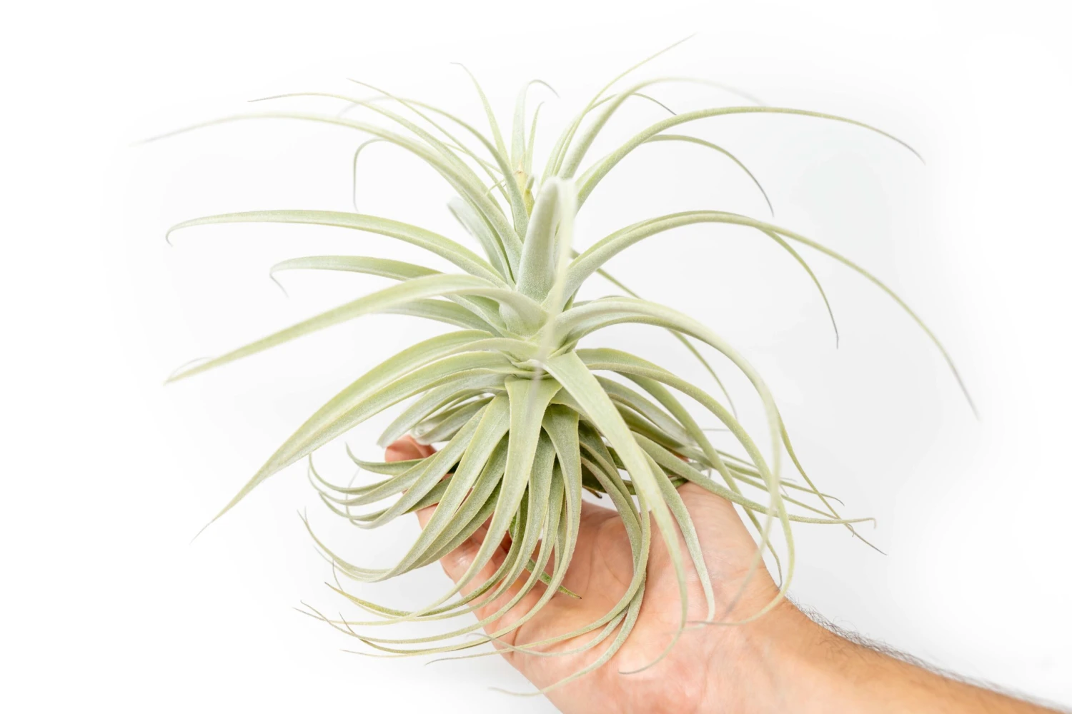 Tillandsia Purpurea Air Plant 3 Tillandsia Purpurea Air Plant - Image 3