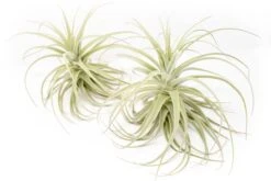 Tillandsia Purpurea Air Plant 7 Tillandsia Purpurea Air Plant -Air Plant World Tillandsia Air Plant Premium Purpurea6
