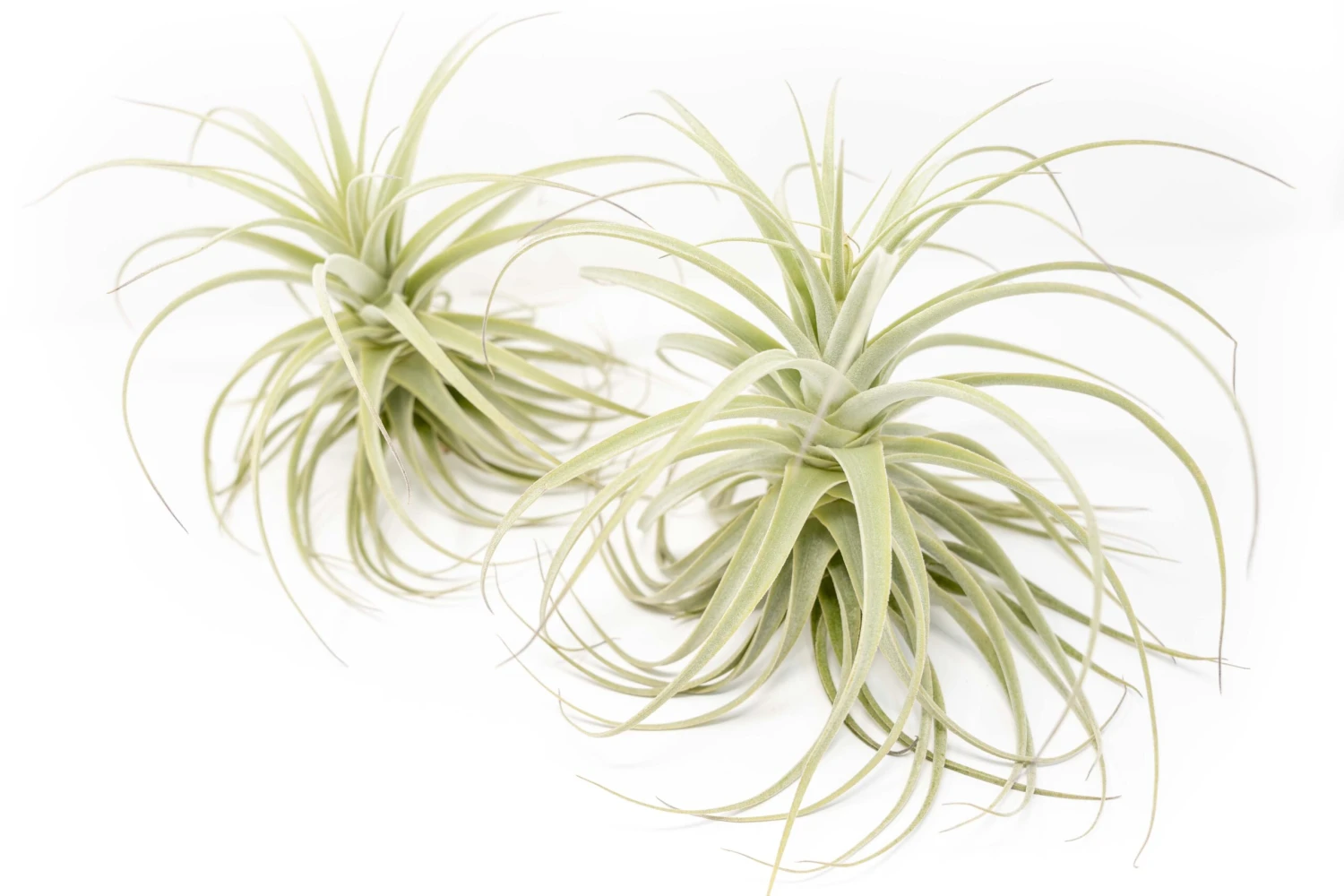Tillandsia Purpurea Air Plant 4 Tillandsia Purpurea Air Plant - Image 4