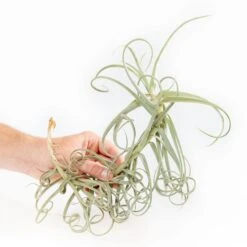 Tillandsia Duratii - Multiple Sizes - Limited Quantities 21 Tillandsia Duratii - Multiple Sizes - Limited Quantities -Air Plant World Tillandsia Air Plant Premium Duratii3 1 min