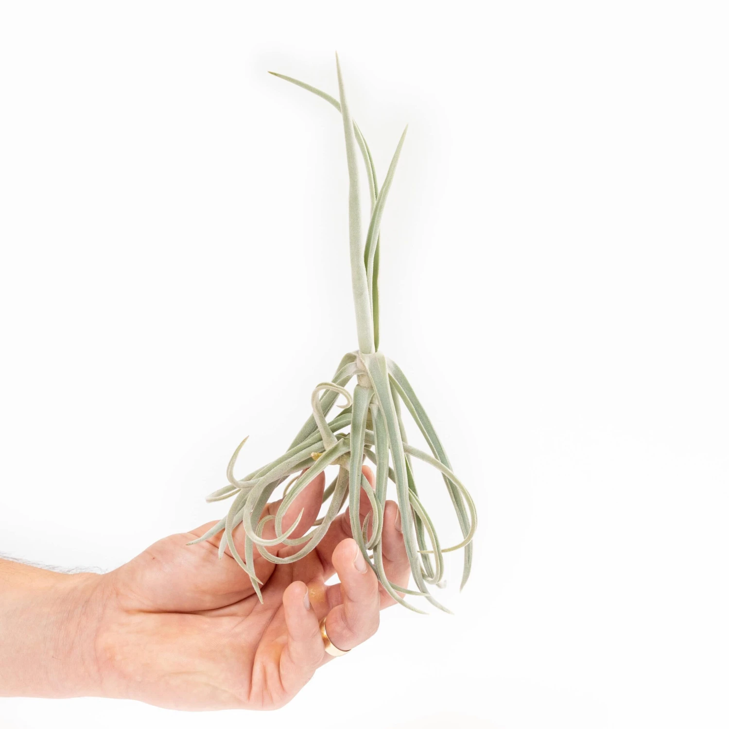 Tillandsia Duratii - Multiple Sizes - Limited Quantities 1 Tillandsia Duratii - Multiple Sizes - Limited Quantities