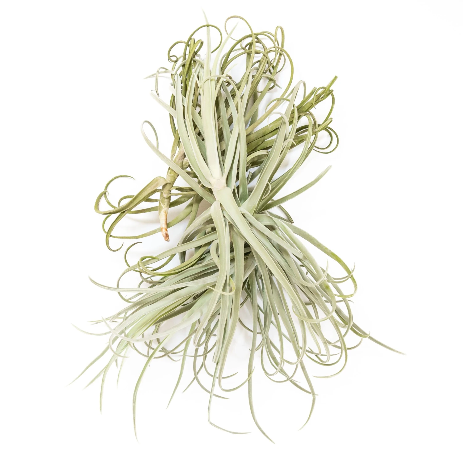 Tillandsia Duratii - Multiple Sizes - Limited Quantities 9 Tillandsia Duratii - Multiple Sizes - Limited Quantities - Image 9