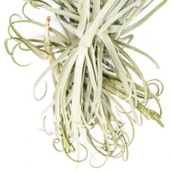 Tillandsia Duratii - Multiple Sizes - Limited Quantities 25 Tillandsia Duratii - Multiple Sizes - Limited Quantities -Air Plant World Tillandsia Air Plant Premium Duratii7