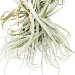 Tillandsia Duratii - Multiple Sizes - Limited Quantities 26 Tillandsia Duratii - Multiple Sizes - Limited Quantities -Air Plant World Tillandsia Air Plant Premium Duratii8