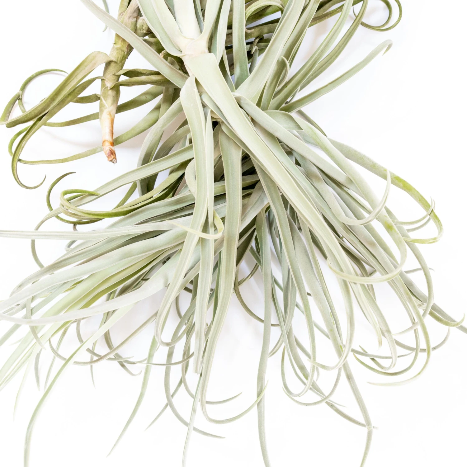 Tillandsia Duratii - Multiple Sizes - Limited Quantities 12 Tillandsia Duratii - Multiple Sizes - Limited Quantities - Image 12