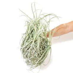 Tillandsia Duratii - Multiple Sizes - Limited Quantities 27 Tillandsia Duratii - Multiple Sizes - Limited Quantities -Air Plant World Tillandsia Air Plant Premium Duratii 1 aec044c4 5a94 4345 a469 9810ae4b6ef8