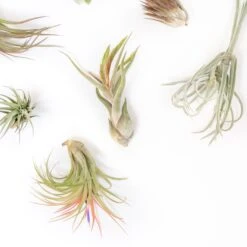 SALE - Tillandsia Air Plant Grab Bag Of Premium Medium & Large Plants - Set Of 10 - 50% Off -Air Plant World Tillandsia Air Plant Premium Pack2 ea59508d b828 4d81 bc6c f50cdf2cecd7