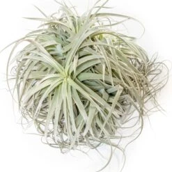 Giant Tillandsia Straminea Clumps - Specimen Plants - Limited Quantities -Air Plant World Tillandsia Air Plant Premium Straminea Clump
