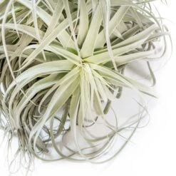 Air Plant World -Air Plant World Tillandsia Air Plant Premium Straminea Clump2