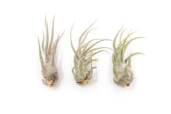 [IN BLUSH NOW!] Tillandsia Pruinosa Air Plants -Air Plant World Tillandsia Air Plant Pruinosa 2