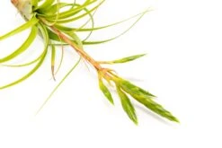 Tillandsia Roland Gosselini Air Plant -Air Plant World Tillandsia Air Plant Roland Gosselini2