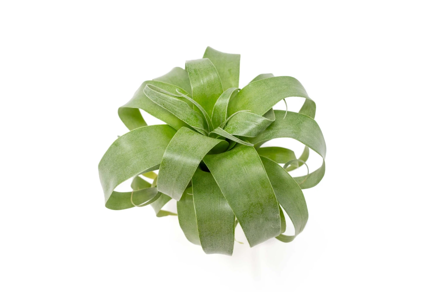 Award Winning Tillandsia Samantha 'T. Mooreana X Kalmbacheri' - Hybrid 2 Award Winning Tillandsia Samantha 'T. Mooreana X Kalmbacheri' - Hybrid - Image 2