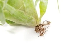 Award Winning Tillandsia Samantha 'T. Mooreana X Kalmbacheri' - Hybrid 16 Award Winning Tillandsia Samantha 'T. Mooreana X Kalmbacheri' - Hybrid -Air Plant World Tillandsia Air Plant Samantha T.mooreana kalmbacheri Supply 10