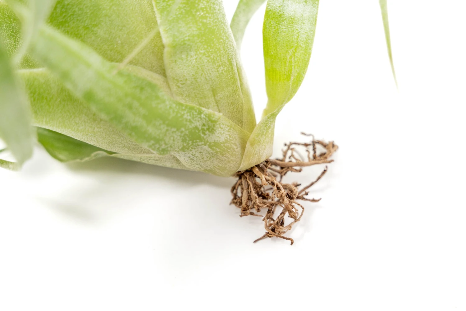 Award Winning Tillandsia Samantha 'T. Mooreana X Kalmbacheri' - Hybrid 8 Award Winning Tillandsia Samantha 'T. Mooreana X Kalmbacheri' - Hybrid - Image 8