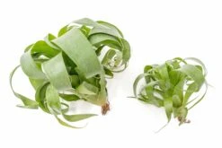 Award Winning Tillandsia Samantha 'T. Mooreana X Kalmbacheri' - Hybrid 17 Award Winning Tillandsia Samantha 'T. Mooreana X Kalmbacheri' - Hybrid -Air Plant World Tillandsia Air Plant Samantha T.mooreana kalmbacheri Supply 11