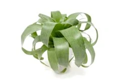 Award Winning Tillandsia Samantha 'T. Mooreana X Kalmbacheri' - Hybrid 11 Award Winning Tillandsia Samantha 'T. Mooreana X Kalmbacheri' - Hybrid -Air Plant World Tillandsia Air Plant Samantha T.mooreana kalmbacheri Supply 2