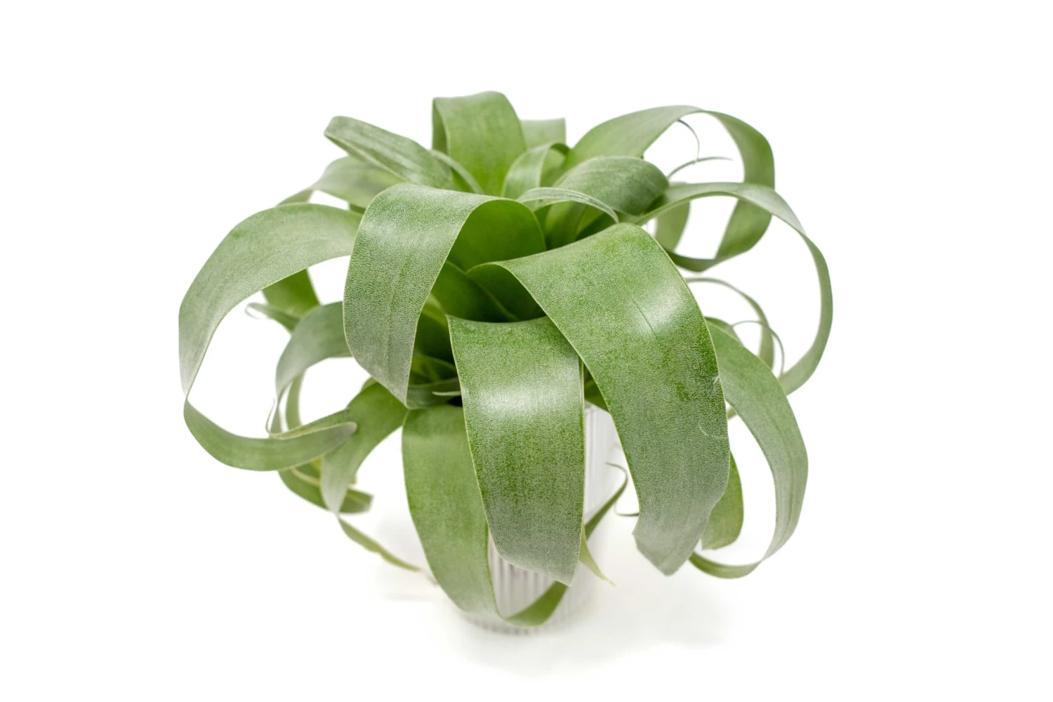 Award Winning Tillandsia Samantha 'T. Mooreana X Kalmbacheri' - Hybrid 3 Award Winning Tillandsia Samantha 'T. Mooreana X Kalmbacheri' - Hybrid - Image 3