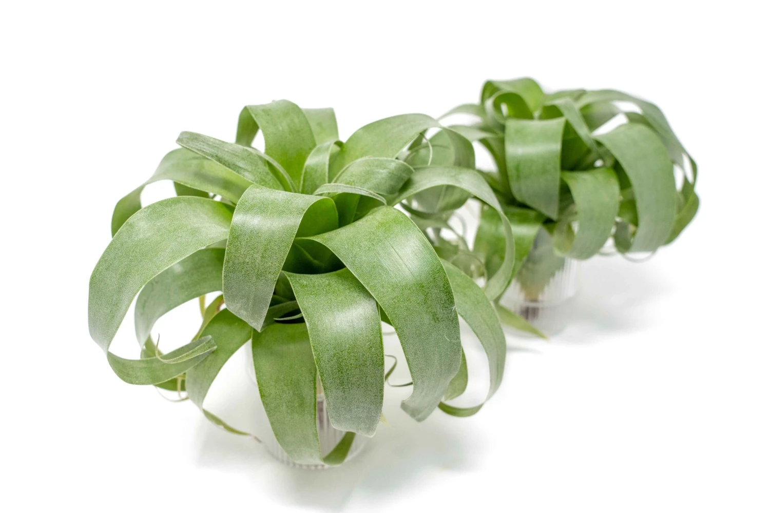 Award Winning Tillandsia Samantha 'T. Mooreana X Kalmbacheri' - Hybrid 1 Award Winning Tillandsia Samantha 'T. Mooreana X Kalmbacheri' - Hybrid