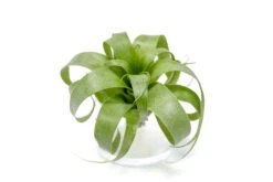 Award Winning Tillandsia Samantha 'T. Mooreana X Kalmbacheri' - Hybrid 12 Award Winning Tillandsia Samantha 'T. Mooreana X Kalmbacheri' - Hybrid -Air Plant World Tillandsia Air Plant Samantha T.mooreana kalmbacheri Supply 6