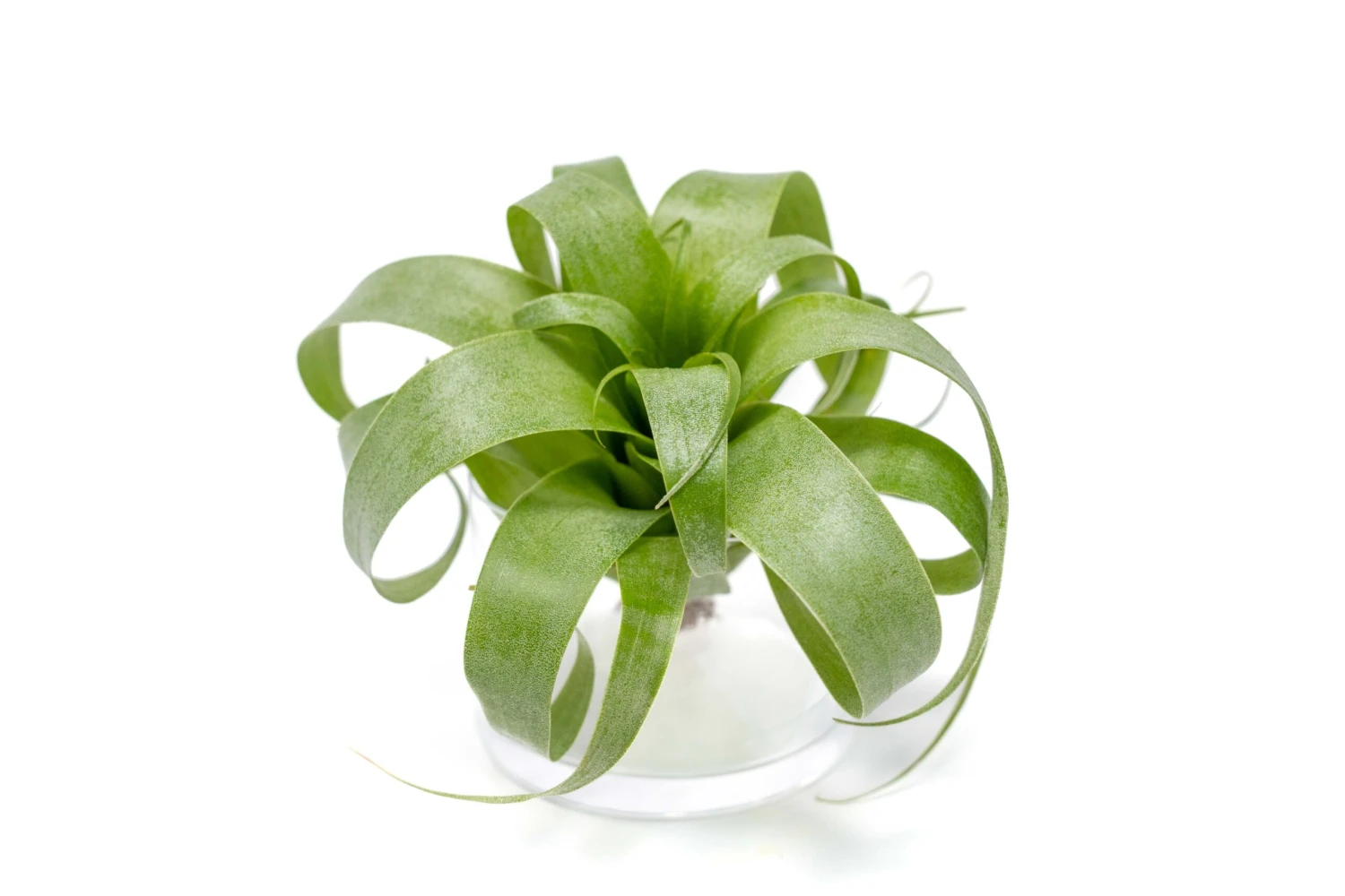 Award Winning Tillandsia Samantha 'T. Mooreana X Kalmbacheri' - Hybrid 4 Award Winning Tillandsia Samantha 'T. Mooreana X Kalmbacheri' - Hybrid - Image 4