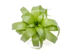 Award Winning Tillandsia Samantha 'T. Mooreana X Kalmbacheri' - Hybrid 13 Award Winning Tillandsia Samantha 'T. Mooreana X Kalmbacheri' - Hybrid -Air Plant World Tillandsia Air Plant Samantha T.mooreana kalmbacheri Supply 7