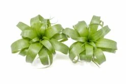 Award Winning Tillandsia Samantha 'T. Mooreana X Kalmbacheri' - Hybrid 14 Award Winning Tillandsia Samantha 'T. Mooreana X Kalmbacheri' - Hybrid -Air Plant World Tillandsia Air Plant Samantha T.mooreana kalmbacheri Supply 8