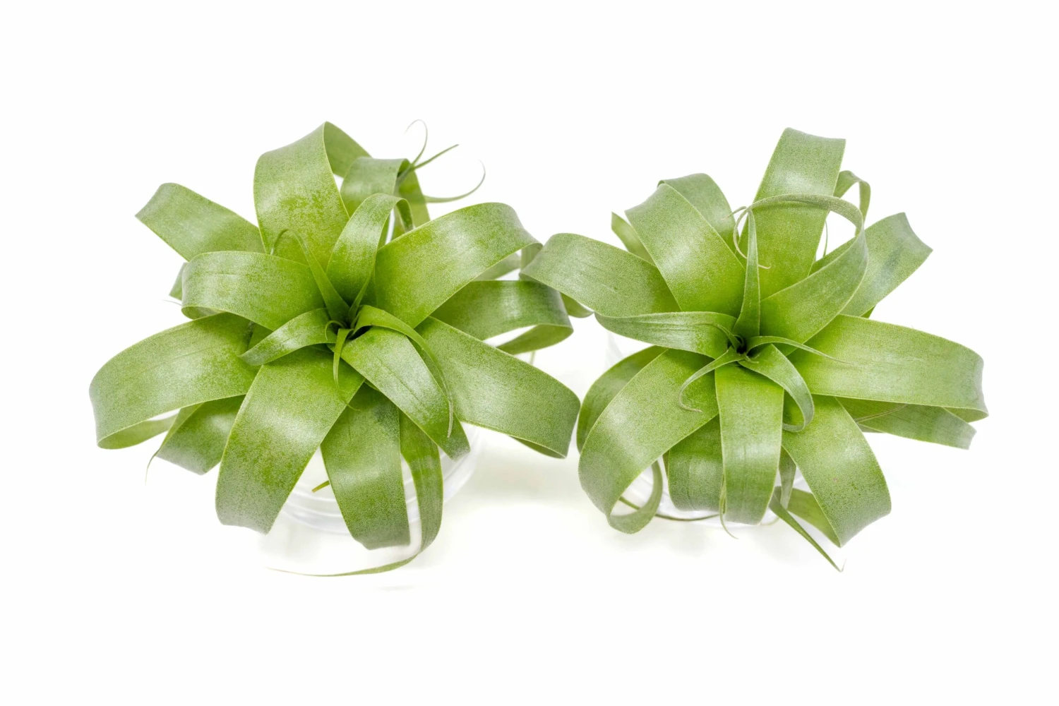 Award Winning Tillandsia Samantha 'T. Mooreana X Kalmbacheri' - Hybrid 6 Award Winning Tillandsia Samantha 'T. Mooreana X Kalmbacheri' - Hybrid - Image 6