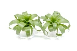 Award Winning Tillandsia Samantha 'T. Mooreana X Kalmbacheri' - Hybrid 15 Award Winning Tillandsia Samantha 'T. Mooreana X Kalmbacheri' - Hybrid -Air Plant World Tillandsia Air Plant Samantha T.mooreana kalmbacheri Supply 9