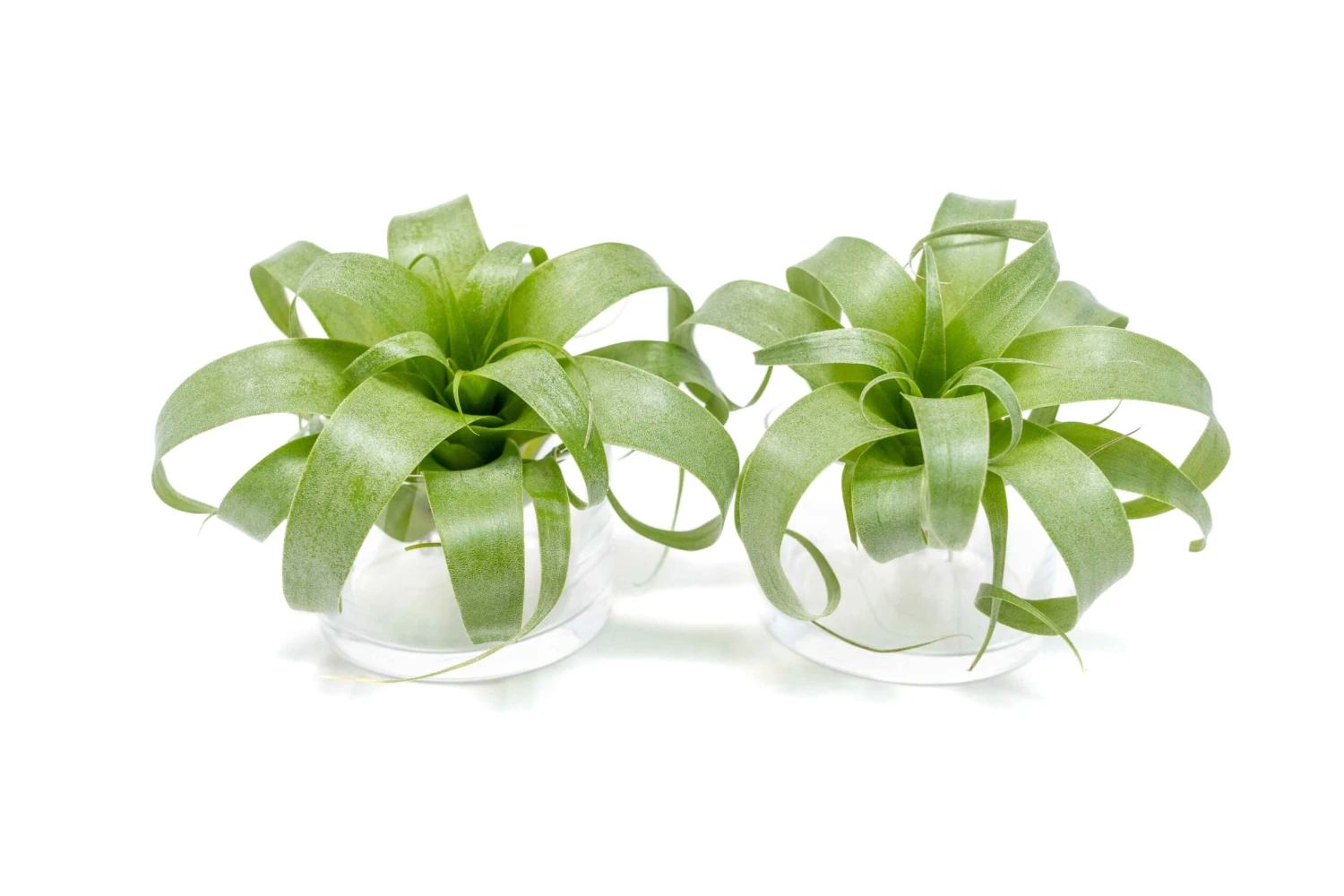 Award Winning Tillandsia Samantha 'T. Mooreana X Kalmbacheri' - Hybrid 7 Award Winning Tillandsia Samantha 'T. Mooreana X Kalmbacheri' - Hybrid - Image 7