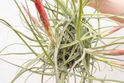 Tillandsia Schiedeana Clump Air Plant -Air Plant World Tillandsia Air Plant Schiedeana Clump 2
