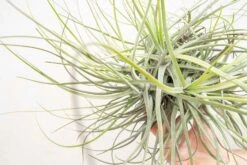 Tillandsia Schiedeana Clump Air Plant -Air Plant World Tillandsia Air Plant Schiedeana Clump 5