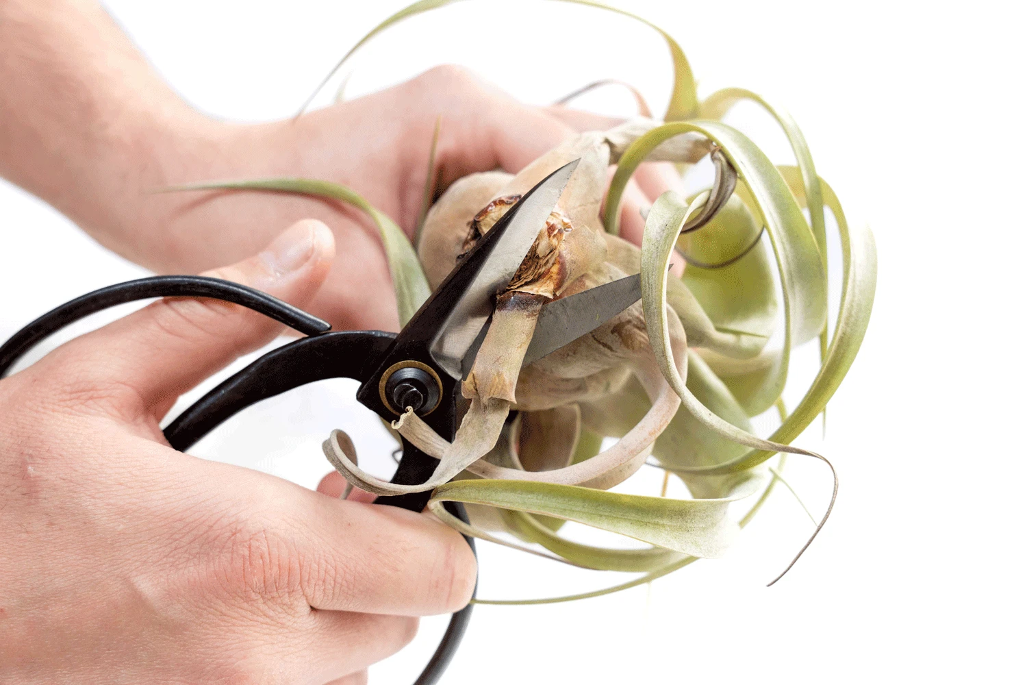 Tillandsia Air Plant Tool Set 4 Tillandsia Air Plant Tool Set - Image 4