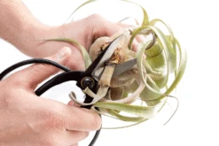 Bonsai-Style Pruning Scissors For Tillandsia Air Plants -Air Plant World Tillandsia Air Plant Scissors Tools