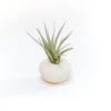 White Urchin With Tillandsia Air Plant