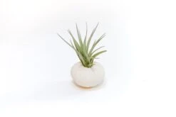 White Urchin With Tillandsia Air Plant