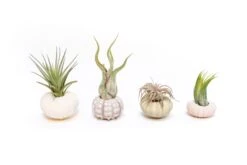 Collection Of 3 Unique Urchins With Tillandsia Air Plants